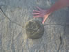 Playa Kanoa: afdruk van koraal (83kb)