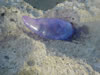 Playa Kanoa: Portugees oorlogsschip (79kb)