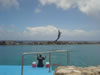 Sea-aquarium: Dolphin training show (31kb)