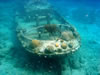Caracasbaai: tugboat (51kb)