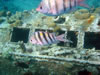 Caracasbaai: tugboat (77kb)