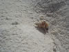 Playa Cas Aboa: heremietkreeftje (64kb)