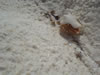 Playa Cas Aboa: heremietkreeftje (51kb)