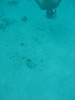 Playa Cas Aboa: snorkelen (17kb)