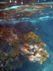 Playa Cas Aboa: snorkelen (76kb)