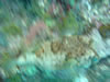 Playa Cas Aboa: als je goed kijkt zie je een egelvis : ) (47kb)
