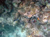 Playa Cas Aboa: snorkelen (94kb)