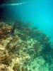 Playa Cas Aboa: snorkelen (62kb)