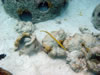 PortoMari baai: Trompetvis (71kb)