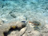 PortoMari baai (84kb)