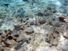 PortoMari baai (97kb)