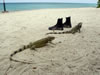 PortoMari strand: leguanen (61kb)