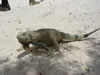 PortoMari strand: leguaan (59kb)
