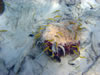 PortoMari baai (72kb)