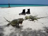 PortoMari strand: Leguanen (61kb)