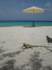 PortoMari strand: Leguanen (39kb)