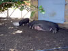 Struisvogelfarm: biggen (77kb)