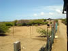 Struisvogelfarm (63kb)