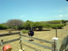Struisvogelfarm (61kb)