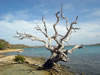 Sint Jorisbaai (63kb)