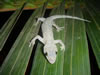 Een andere Gekko die Balder gevangen heeft (54kb)