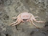 Shete Boka park: krab (83kb)