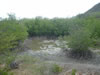 Mangroves in de buurt van Santa Cruz (75kb)