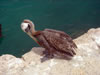 DSC00335.jpg (49kb)