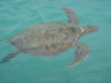 DSC00346.jpg (27kb)