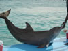 DSC00363.jpg (51kb)