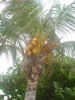 DSC00578.jpg (89kb)
