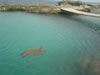 DSC00584.jpg (40kb)