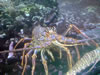 DSC00586.jpg (76kb)
