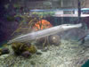 DSC00594.jpg (76kb)