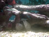 DSC00596.jpg (59kb)