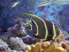 DSC00597.jpg (70kb)
