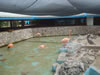DSC00598.jpg (65kb)