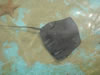 DSC00600.jpg (42kb)