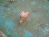 DSC00604.jpg (44kb)
