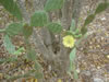 Grotten van Hato: Cactus (100kb)