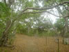 Grotten van Hato: Indian trail (102kb)