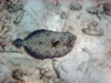 PortoMari strand (79kb)