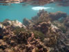 Snorkelen Playa Kalki (75kb)