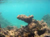 Snorkelen Playa Kalki (57kb)