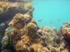 Snorkelen Playa Kalki (67kb)