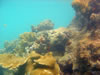 Snorkelen Playa Kalki (61kb)