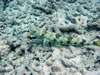 Snorkelen Playa Kalki (115kb)
