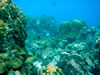 Snorkelen Playa Kalki (77kb)