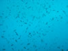 Snorkelen Playa Kalki (26kb)