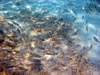 Snorkelen Playa Kalki (82kb)